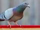 India captures ‘spy’ pigeon suspected of working for Pakistan: reports