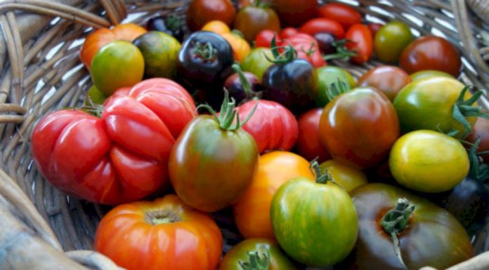 Tomato’s Hidden DNA Mutations Revealed in Genetic Study of 100 Varieties
