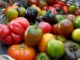 Tomato’s Hidden DNA Mutations Revealed in Genetic Study of 100 Varieties