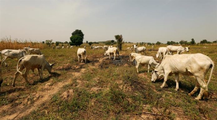 Nigerian state offers cows for guns to halt attacks