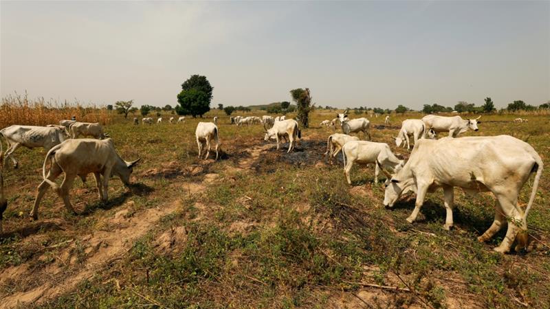 Nigerian state offers cows for guns to halt attacks