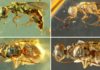 True Color of 99-Million-Year-Old Insects Revealed by Amber Fossils