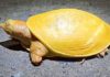Rare yellow turtle discovered in India