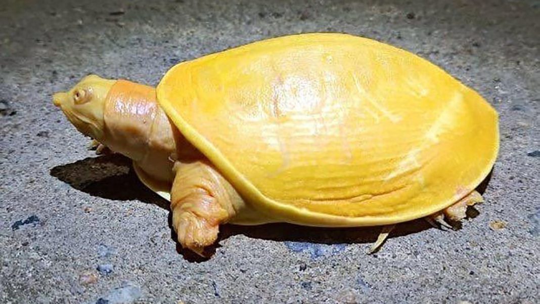 Rare yellow turtle discovered in India