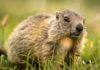 Teenage boy dies of bubonic plague in Mongolia after eating marmot