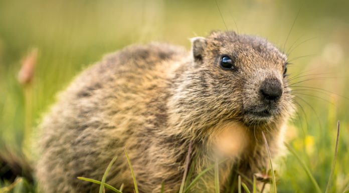 Teenage boy dies of bubonic plague in Mongolia after eating marmot