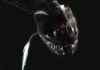 Scientists discover ultra-black deep sea fish, among the darkest creatures ever found