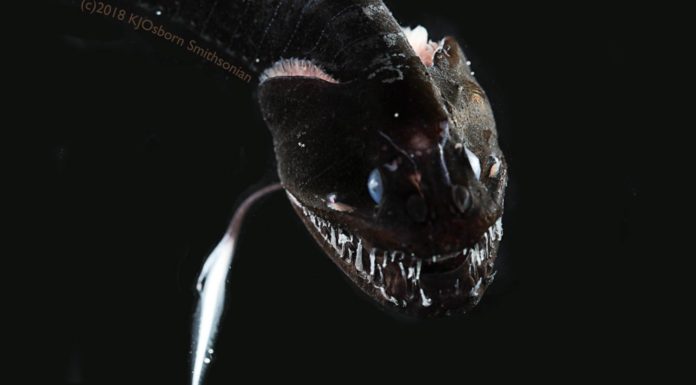 Scientists discover ultra-black deep sea fish, among the darkest creatures ever found