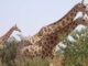 Six French tourists, two others, killed in ambush at African giraffe reserve