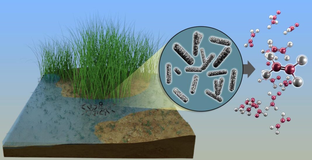 Sulfur-Scavenging Bacteria Could Be Key to Biomanufacturing Common Component of Plastic