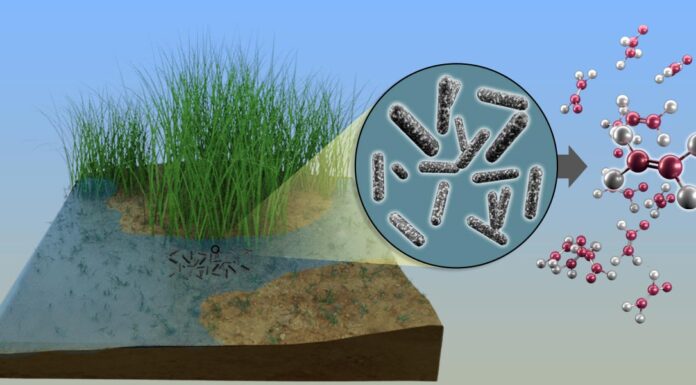 Sulfur-Scavenging Bacteria Could Be Key to Biomanufacturing Common Component of Plastic