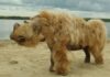 A 14,000-year-old puppy, whose perfectly preserved body was found in Russia, munched on a woolly rhino for its last meal
