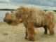 A 14,000-year-old puppy, whose perfectly preserved body was found in Russia, munched on a woolly rhino for its last meal