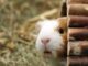 Influenza virus spread by guinea pigs through dust particles, study shows