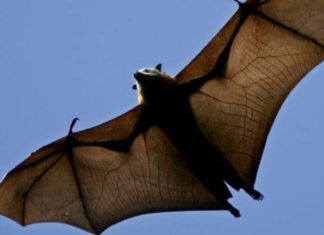 Research team locates 24 bat coronaviruses in southwestern China