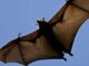 Research team locates 24 bat coronaviruses in southwestern China